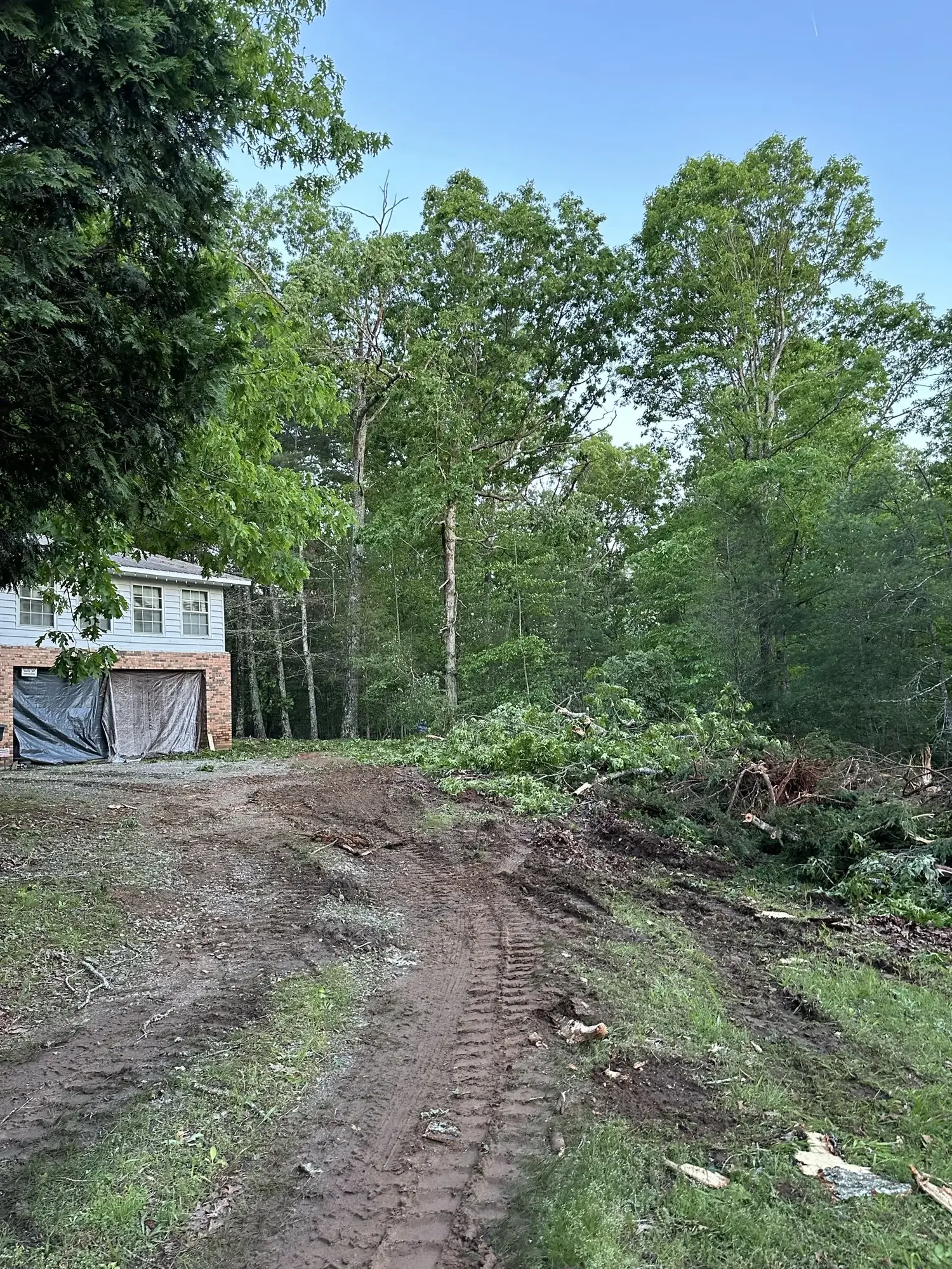 Wooded lot before clearing